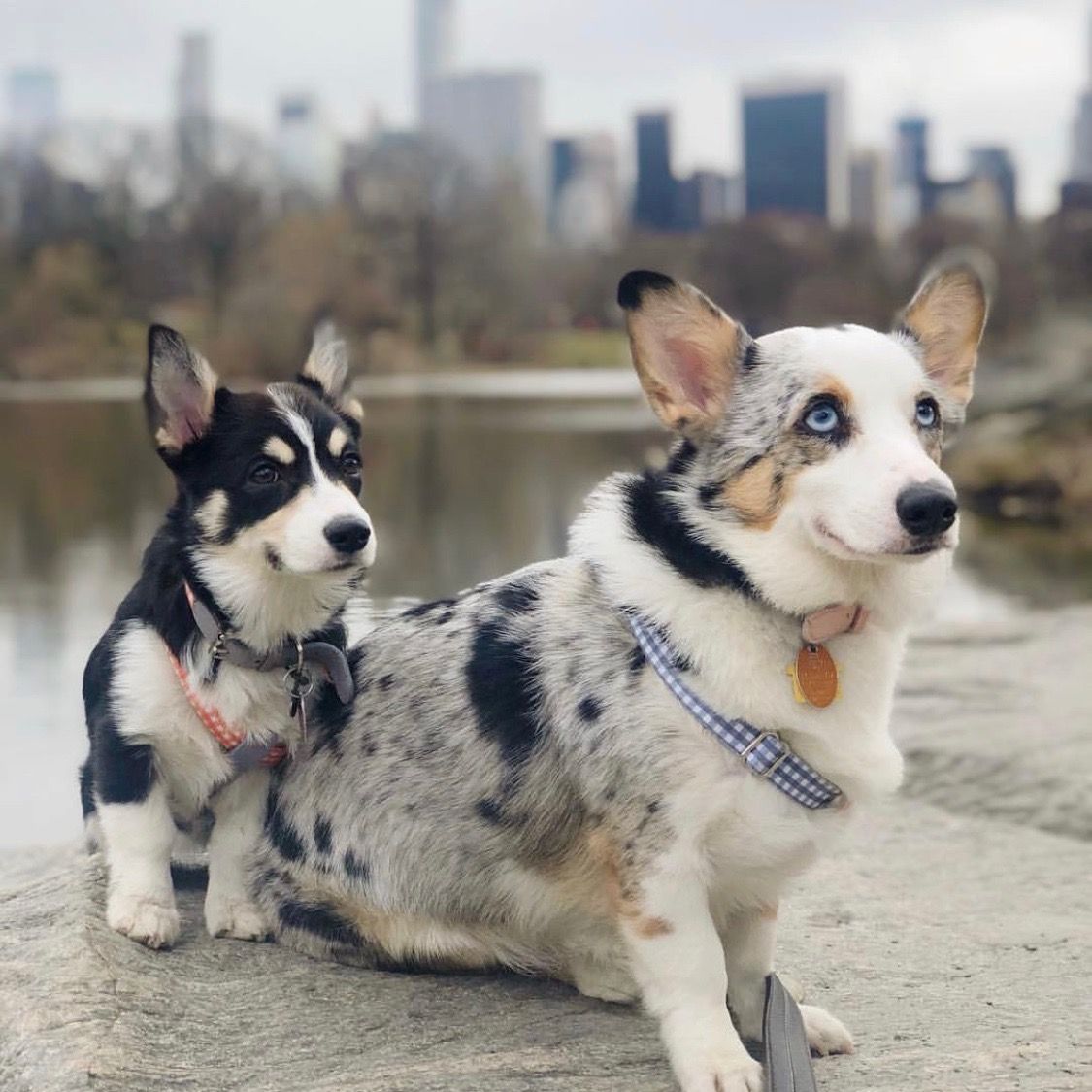 Ring-Hundegeschirr Clara Check