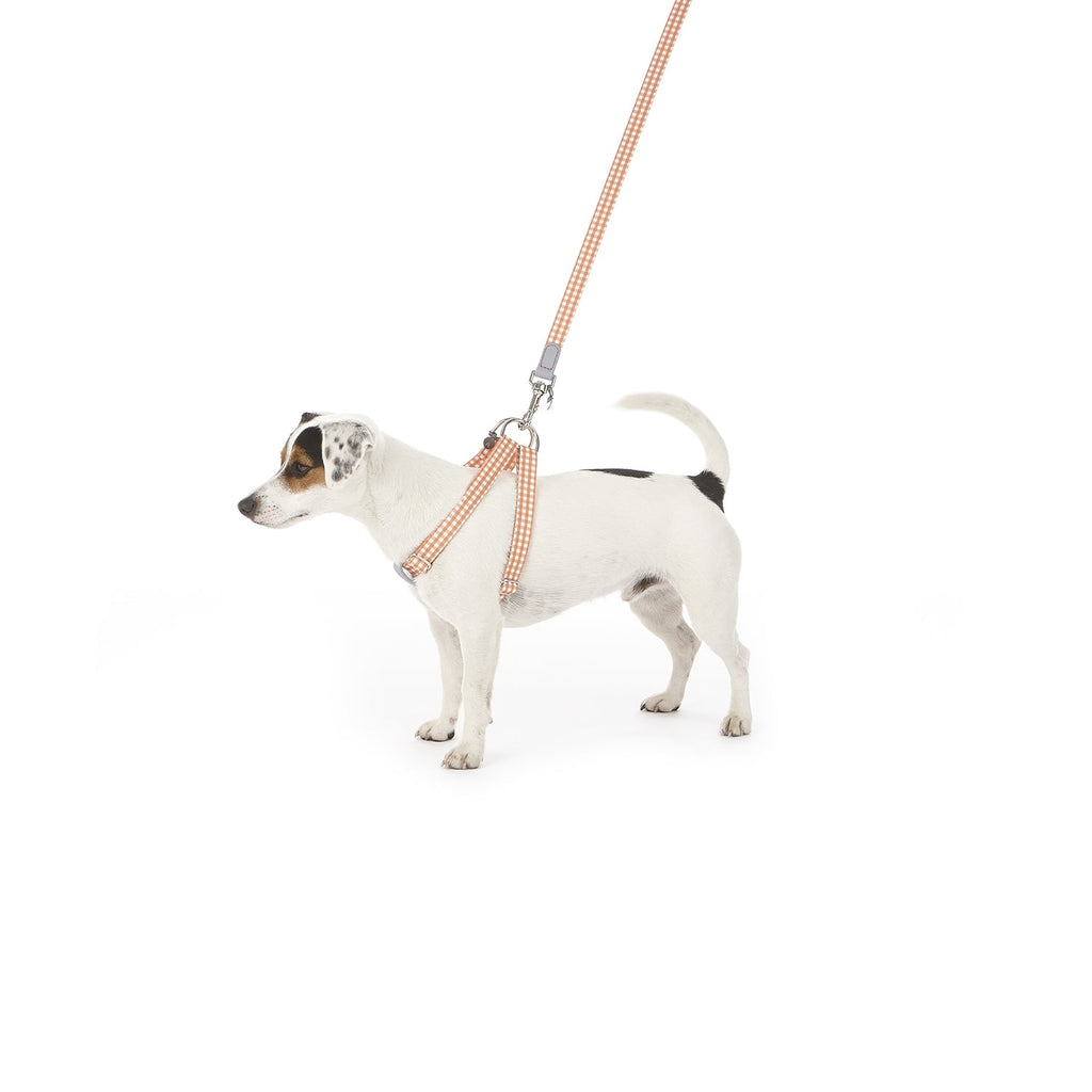 Ring-Hundegeschirr Clara Check